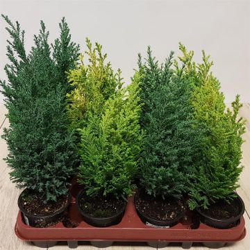 Coniferen mix.jpg Coniferen mix.jpg