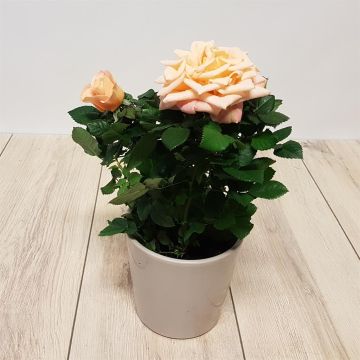 Pot Rose Orange.jpg