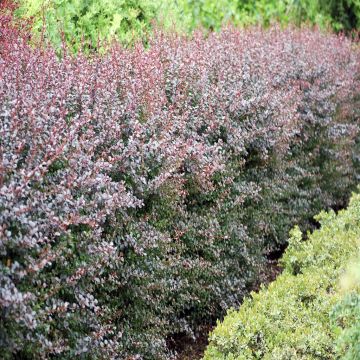 Berberis thunbergii Darts Red Lady hedge
