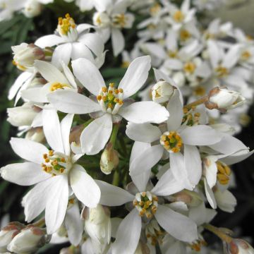 Choisya ternata WHITE DAZZLER