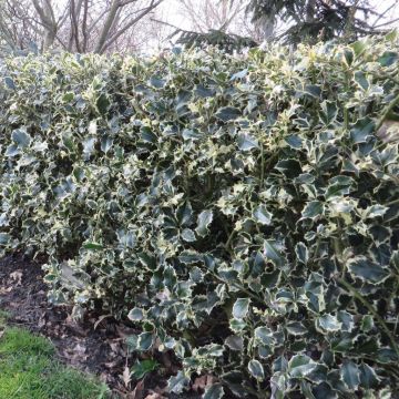 Ilex aquifolium Argentea Marginata Hedge