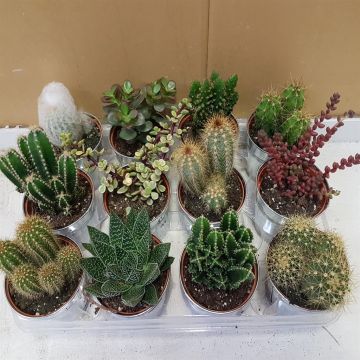 Cactus suculent mix.jpg