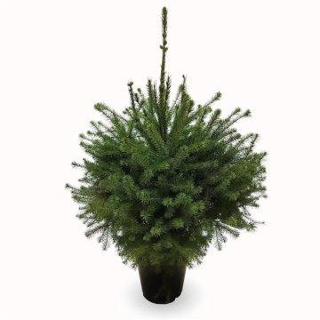 Picea Omorika.jpg