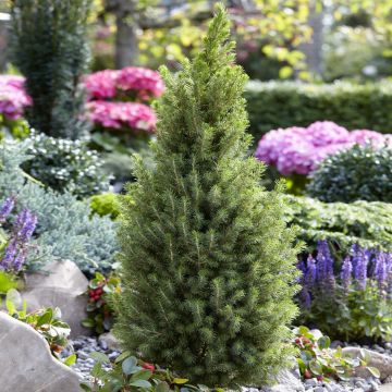 Picea glauca Perfecta