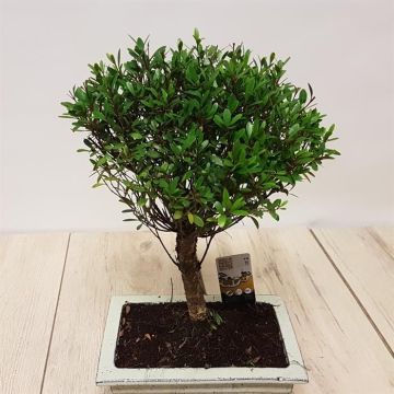 Bonsai Ilex 20 cm.jpg