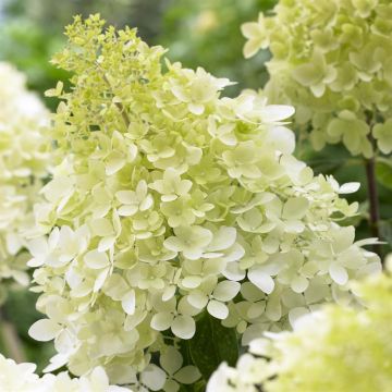 Hydrangea paniculata Phantom