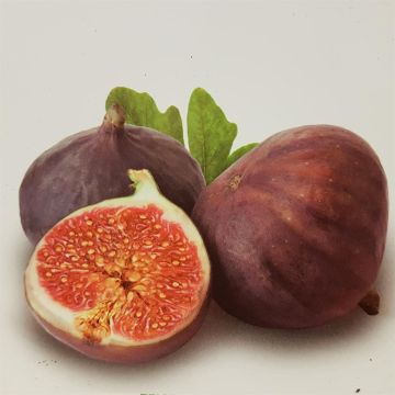 Ficus Napolitana.jpg