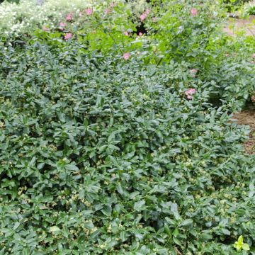 Euonymus fortunei Greenlane