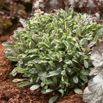 Ajuga-tenor-Dixie-Chip