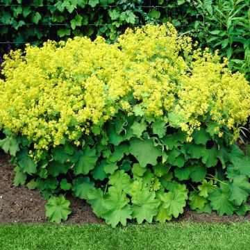 Alchemilla mollis Robustica