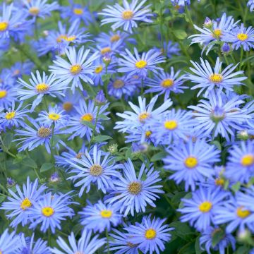 Aster frikartii Mo¦ênch