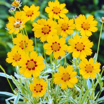 Coreopsis lanceolata Sterntaler Coreopsis lanceolata Sterntaler