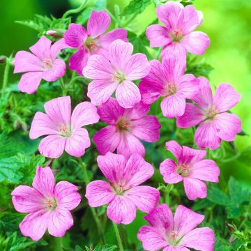 Geranium ox Rose Clair