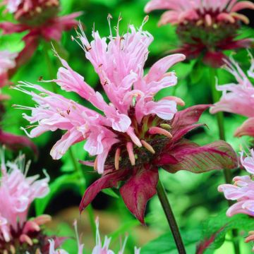 Monarda Beauty of Cobham