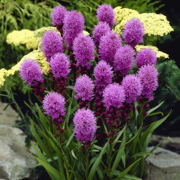 Liatris spicata Kobold