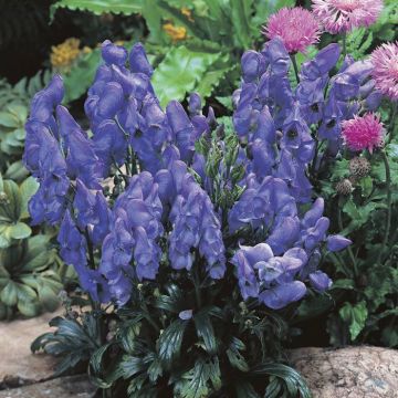 Aconitum carmichaelii Arendsii