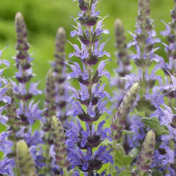 Salvia nemorosa Sensation Deep Blue