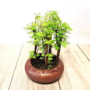 Bonsai Pseudolarix  Forest