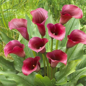 Zantedeschia Rood
