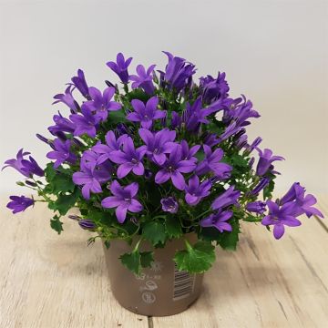 Campanula Porto