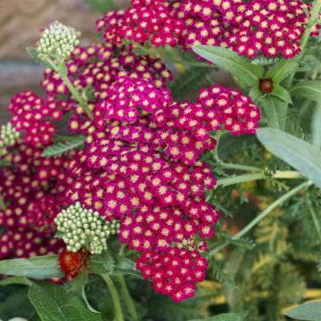 Achillea millefolium Red Velvet