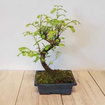 Bonsai Metasequoia S