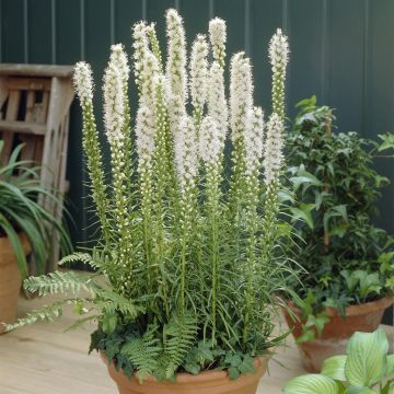 Liatris spicata Alba