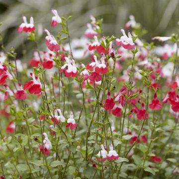 Salvia microphylla Hot Lips