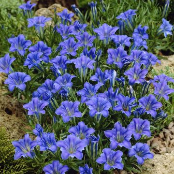 Gentiana sino-ornata