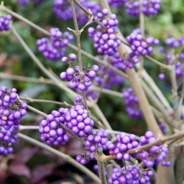 Callicarpa bodinieri Profusion