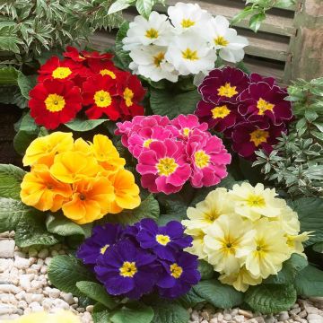 visi38544 (primula mix)