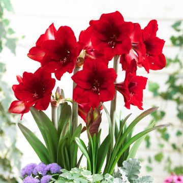 Amaryllis Rapido