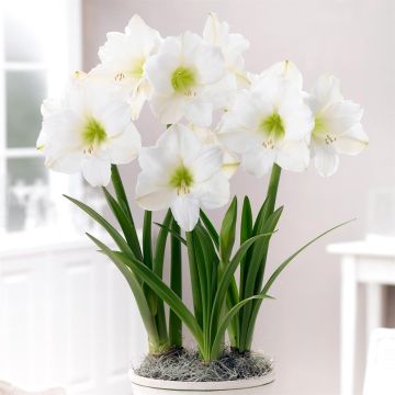 Amaryllis christmas gift v2