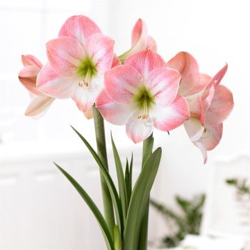 Amaryllis Apple Blossom V2