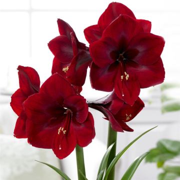Amaryllis Royal Velvet v2