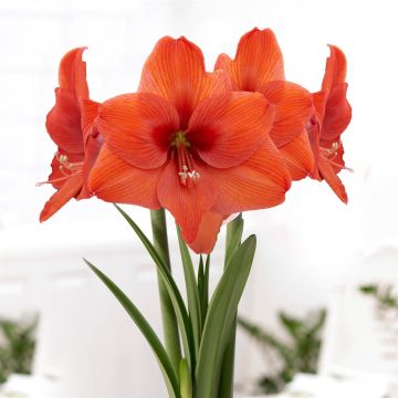 Amaryllis Naranja v2