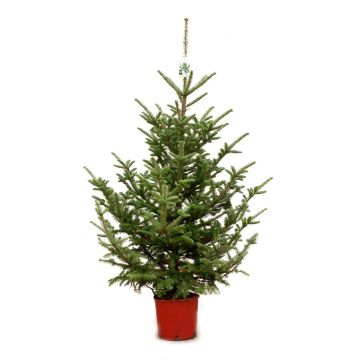 Picea Pungens glauca pot