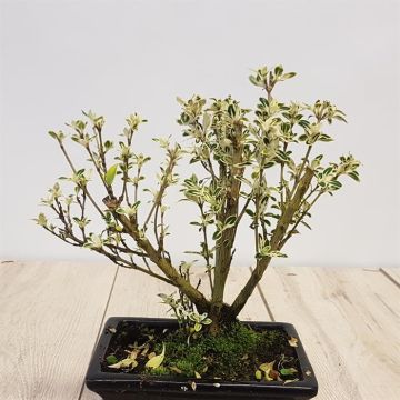 Bonsai Ligustrum Variegated