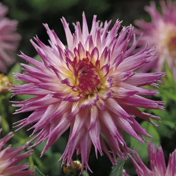 Dahlia Popular Guest