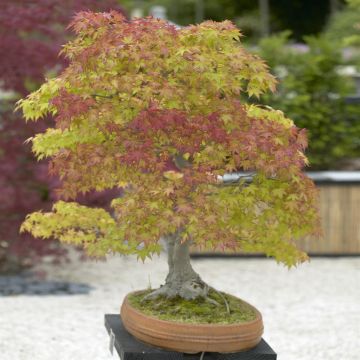 Bonsai acer Orange Dream