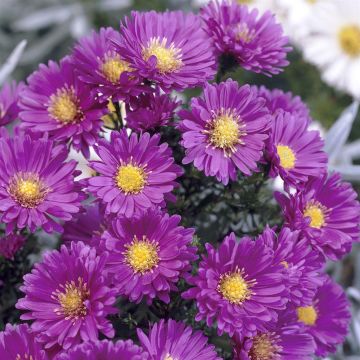 Aster novi-belgii Sarah Ballard