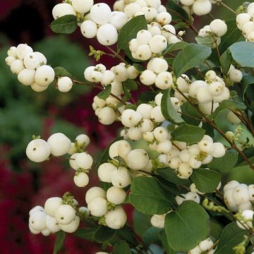 Symphoricarpos White Hedge