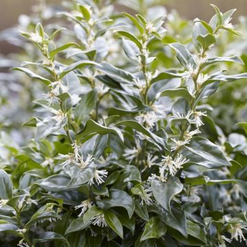 Sarcococca confusa