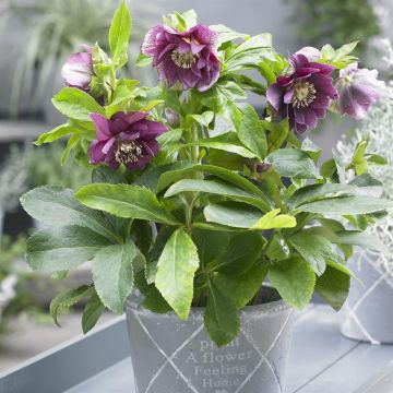 Helleborus orientalis Double EllenÂ® Red