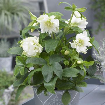 Helleborus orientalis Double EllenÂ® White