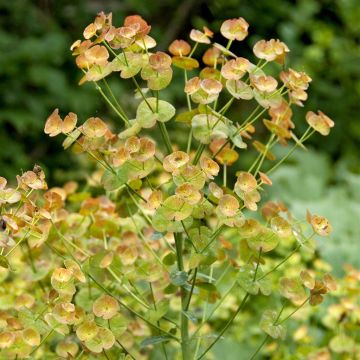 Euphorbia amygdaloides var. robbiae