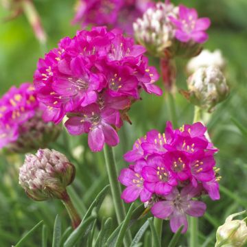 Armeria maritima Armada Rose