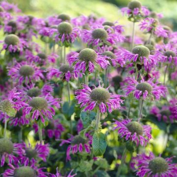 Monarda Prarienacht