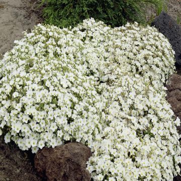 Arenaria montana