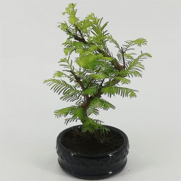 Bonsai Metasequoia 12 cm